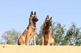 MALINOIS 190